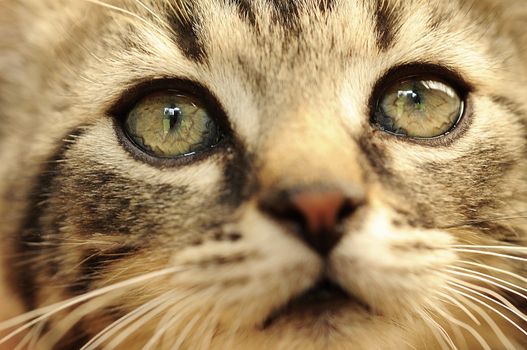 Closeup shot of cute small kitten face.