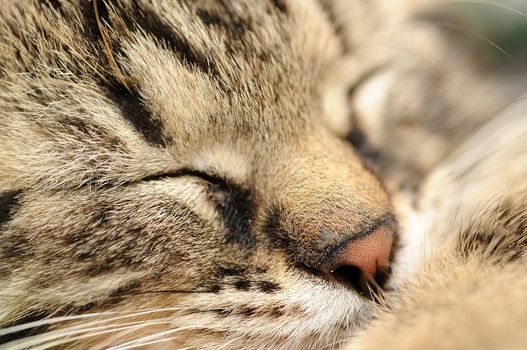 Closeup shot of sleeping cute small kitten.