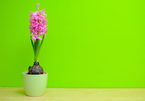 Pink Hyacinth flower in the green pot on a green background.