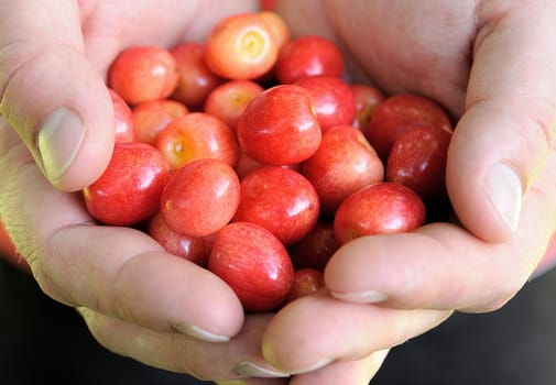 Macro shot of fresh cherry in human hands.