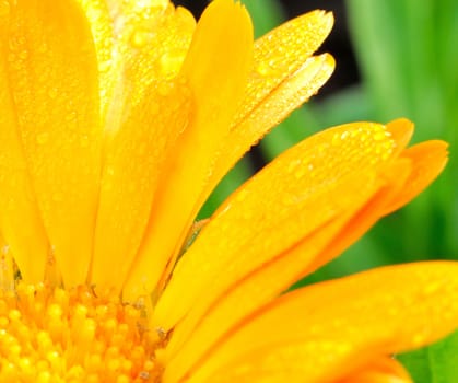 Macro shot of gerbera blossom.