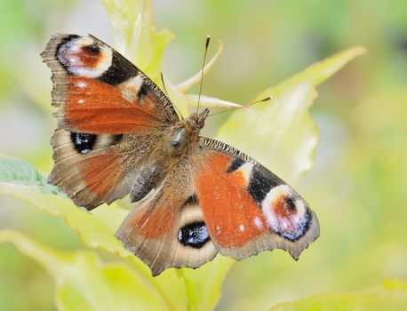 Macro of butterfly Peacock (Inachis io) sitting on the green leaf.