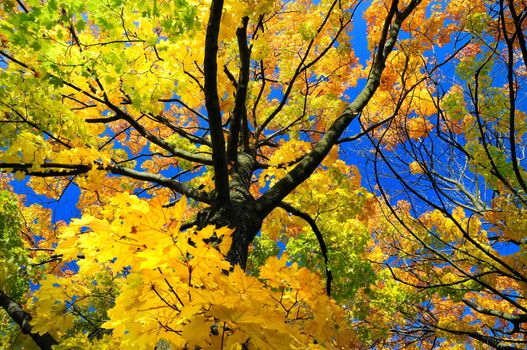 View to the tree crown during autumn season.