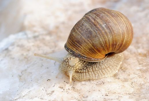 Macro shot of snail on the rock.