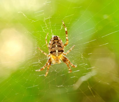 Macro shot of small spider.