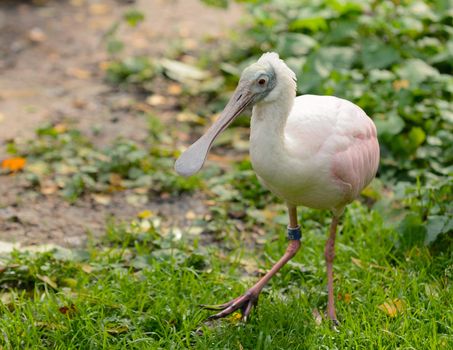 Bird (Roseate Spoonbill) in the coop jailed in the ZOO.