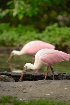 Two birds (Roseate Spoonbill) during their feeding.