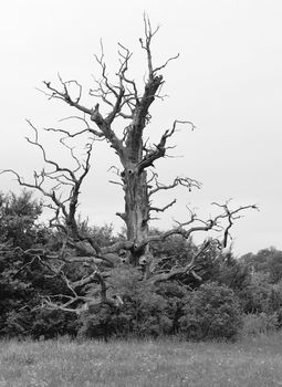 Black and white shot of old dried tree.