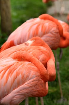 Three resting pink Flamingos near the lake.