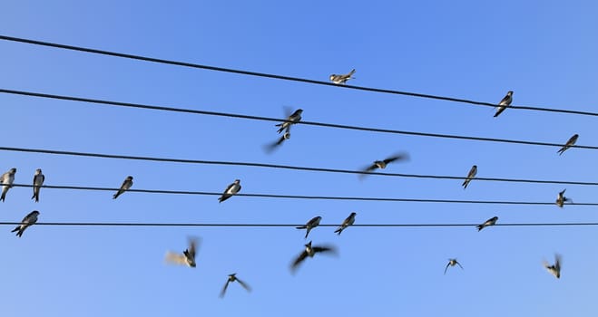 Group of swallows sitting on the power line with blue sky behind.