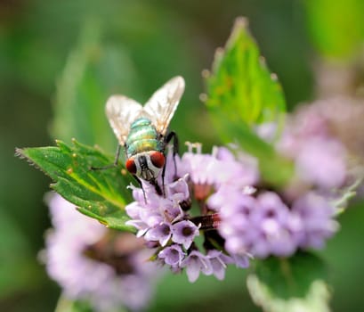 Macro shot of colored fly sitting on the pink flower.