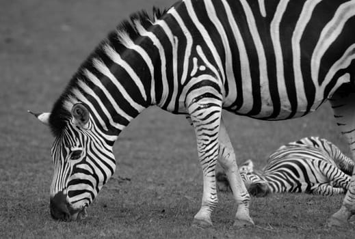 Black and white shot of Zebra in safari.