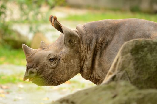 Portrait of big Rhinoceros in nature.