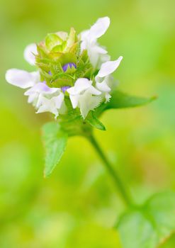 Macro shot of small white blossom.