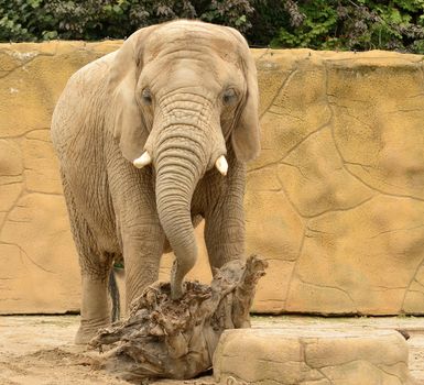 Elephant in zoo is playing with stump.