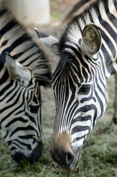 Head portrait of two Zebras during their feeding.