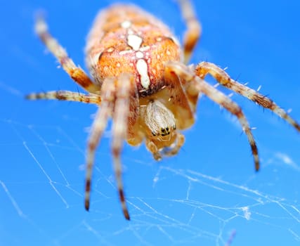 Macro shot of small spider against the blue sky.