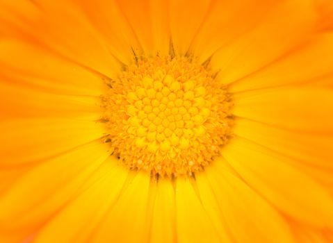 Macro shot of yellow-orange Gerbera flower.