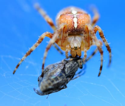 Macro shot of small spider eating the fly.