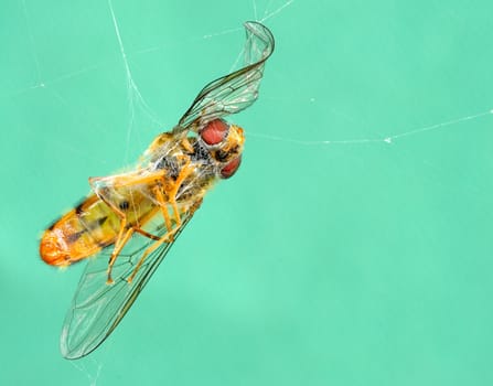 Dead wasp in spider web.