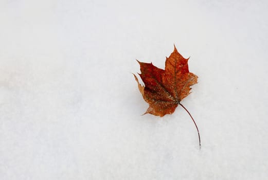 Closeup shot of brown red leaf fallen on the snow.