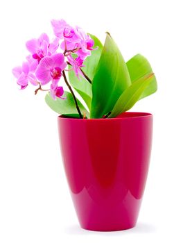 Macro shot of pink Orchid (Phalaenopsis) on the white background.