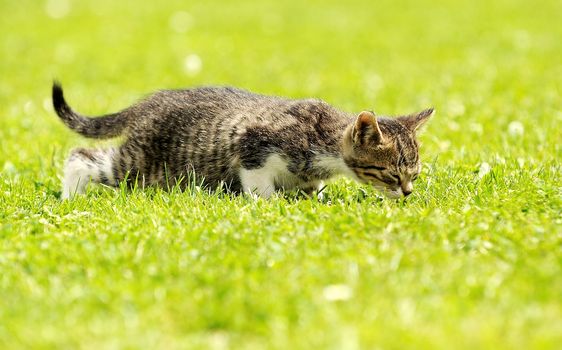 Gray little kitten is playing at garden.