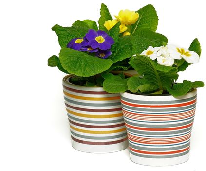 Three Multicolored Primroses in Striped Flower Pots isolated on White background