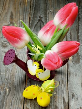 Bunch of Magenta Tulips in Watering Can with Colored Easter Eggs closeup on Rustic Wooden background