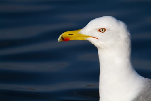 portrait of seagull white and grey