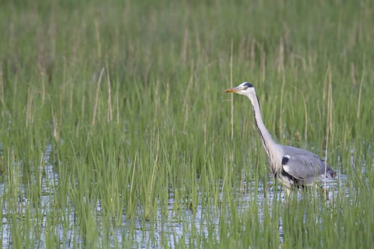 The grey heron in a stream green