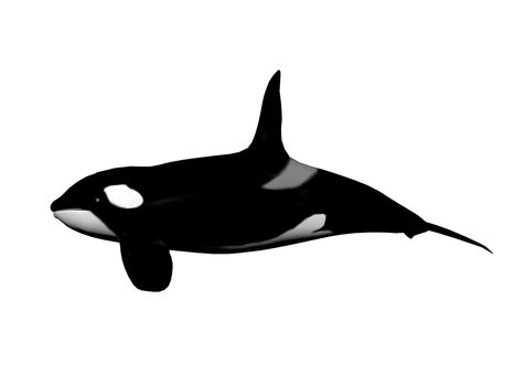 Killer whale isolated in white background