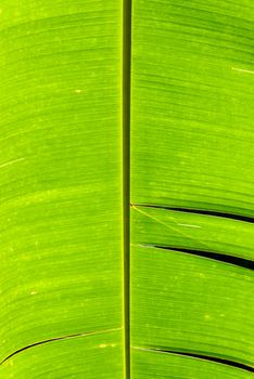 A backlit banana leaf detail