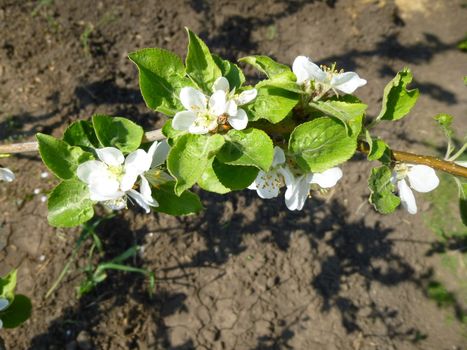 Blossom apple over nature background, spring flowers