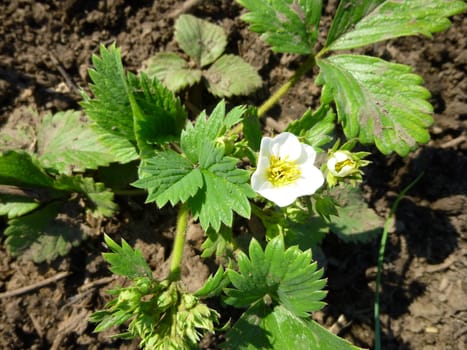 Flowering strawberries in the garden. The real bush with flowers and large leaves