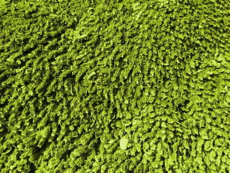 A background with a detailed macro view of green moss growth near a river.                               