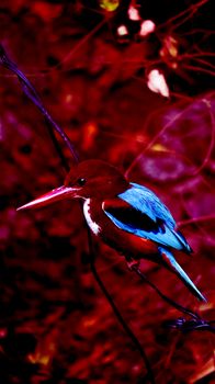 An abstract image of a tropical kingfisher bird found in India.                               