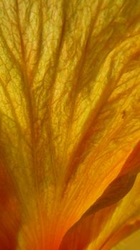 A background with a macro detailed view of the texture of a flower petal.                               