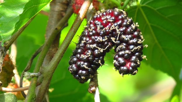 Ripe and sweet organically grown mulberries on a plant in a garden, in the Indian tropics.                               