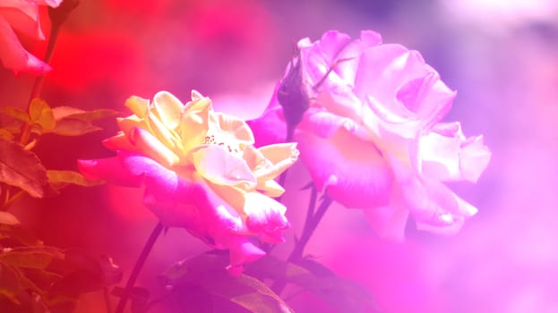 A background with an abstract colorful pattern over a pair of roses.