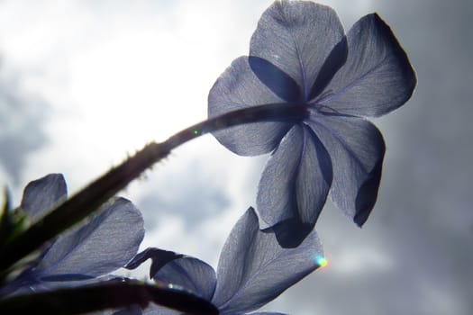 A delicate blue tropical flower against he background of bright summer sun.