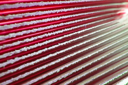 An abstract background of the detailed texture of a tropical palm leaf in red color.