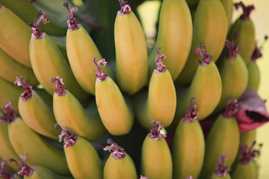A bunch of organically grown ripe yellow bananas in a garden, in the Indian tropics.