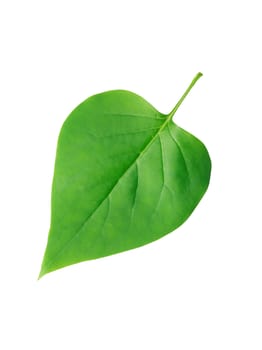 One green leaf isolated on white background. Clipping path is included