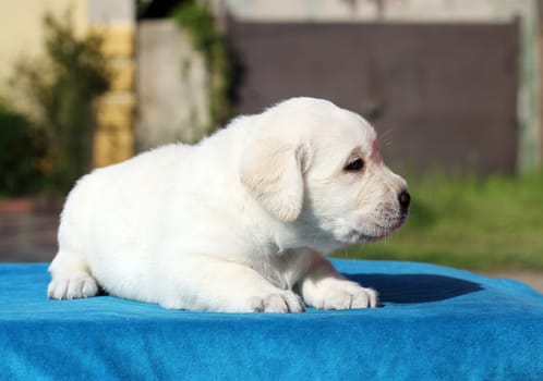 a little yellow labrador puppy sitting on blue background