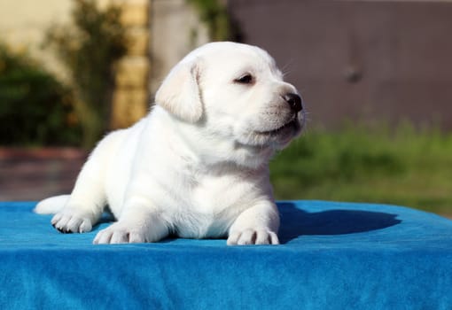  little yellow labrador puppy sitting on blue background