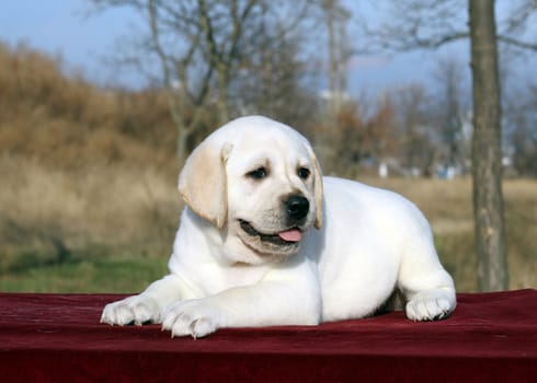 a little yellow labrador puppy sitting on red background