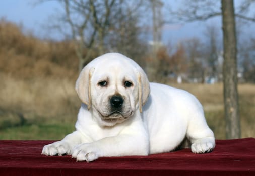 the little yellow labrador puppy sitting on red background