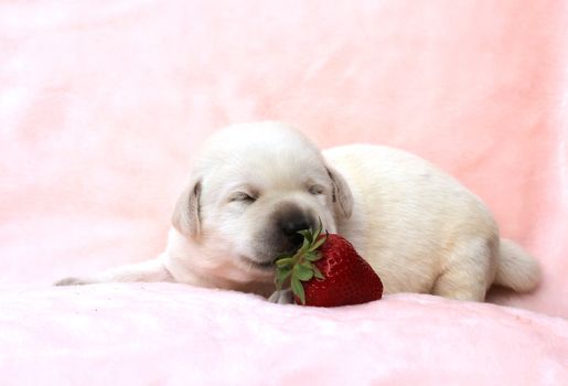 a little yellow labrador puppy sitting on red background with a strawberry