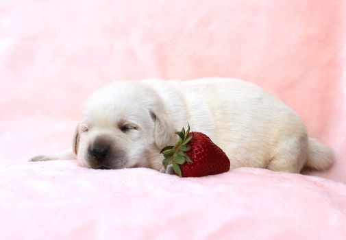 the little yellow labrador puppy sitting on red background with a strawberry